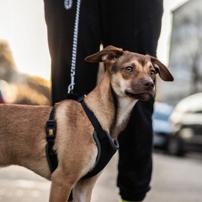 DINGO szelki bezuciskowe z dwupaskową regulacją #S czarne