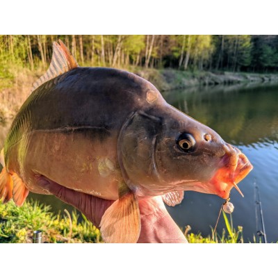 Maros Serie Wafter Sweetcorn 8/10mm/30g