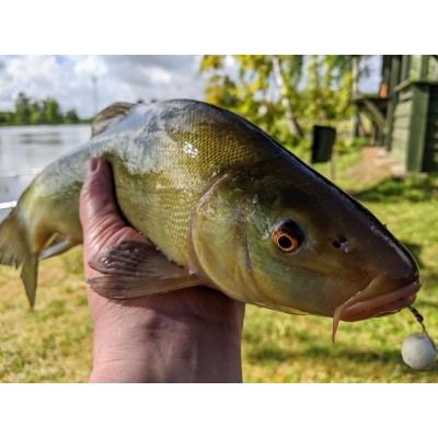 Maros Serie Wafter Sweetcorn 8/10mm/30g