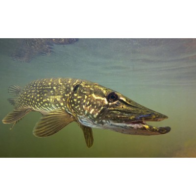 Dragon Ripper Lunatic 10cm Pearl/Yellow 3szt.