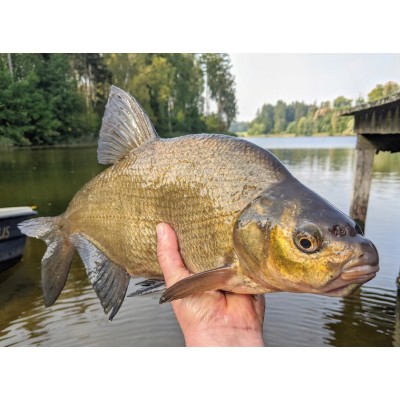 Maros Pellet Pop Up Sweet Strawberry 8/10/12mm/15g