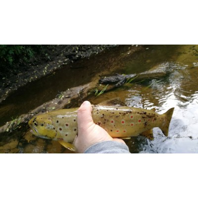 Mepps Aglia Micropigments Brown Trout nr.2/4.5g