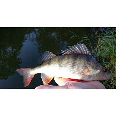 Mepps Aglia Micropigments Brown Trout nr.2/4.5g