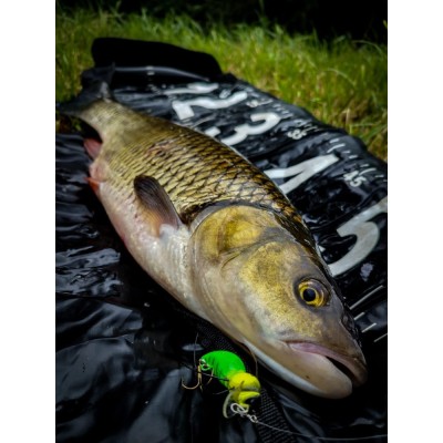 Engima Wobler Osa Limited Edition UV