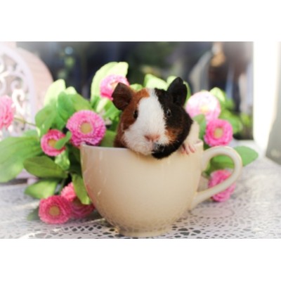 Cavia Complete1,75 kg VERSELELAGA