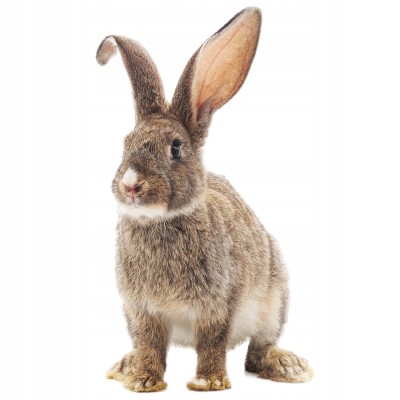 Cuni Complete adult 1,75 kg -królik miniaturowy VERSELELAGA