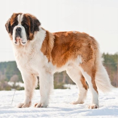 ArthroDol tabletki wspomagające ruchliwość dla psa 90 tab. Dolfos