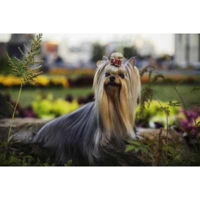 Szampon dla yorka professional 250ml CERTECH