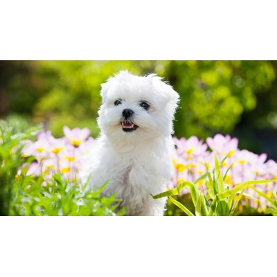 Szampon dla maltańczyka profesjonal 250ml CERTECH