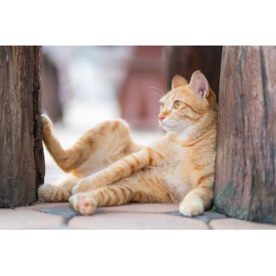 Poesie mus łosoś 85 g VITAKRAFT