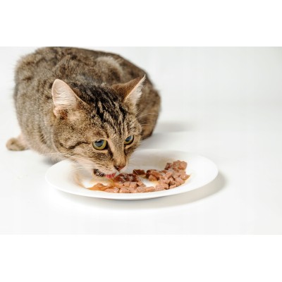 Karma dla kota danie z wołowiną sterylizowany szasz.85g  DOLINA NOTECI