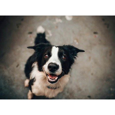 Karma dla psa kaczka z dynią  800g DOLINA NOTECI