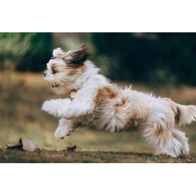 Karma dla psa kaczka z dynią  800g DOLINA NOTECI