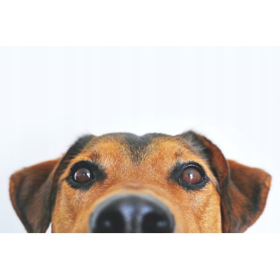 Saszetka dla psa RAFI z jagnięciną 300g DOLINA NOTECI