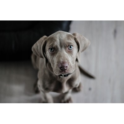 Saszetka dla psa RAFI z jagnięciną 300g DOLINA NOTECI