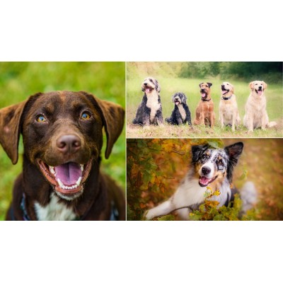 Saszetka dla psa RAFI z jagnięciną 300g DOLINA NOTECI