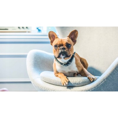 BRIT CARE mini POUCH lamb 85g