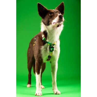 Szelki guard story #XL jumbo CHABA