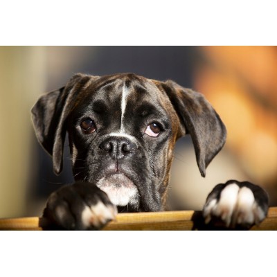 Miska smarty 4 na gumie 2,2l szara YARRO