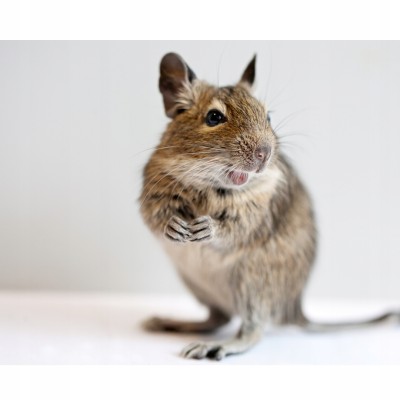 Ngietek dla koszatniczek 100g HERBAL PETS