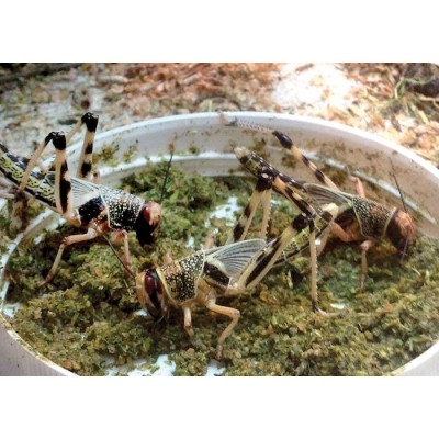 Hibiskus 60g HERBAL PETS