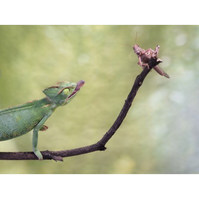 Hibiskus 60g HERBAL PETS