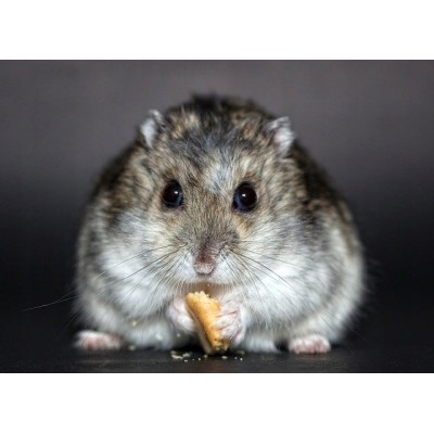 VITAPOL Pokarm dla chomika 2,5kg