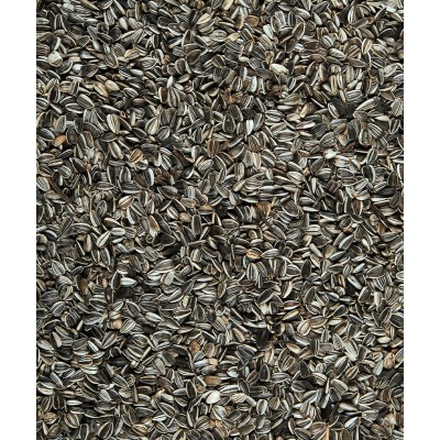 Słonecznik dla ptaków 1,5kg VERSELELAGA