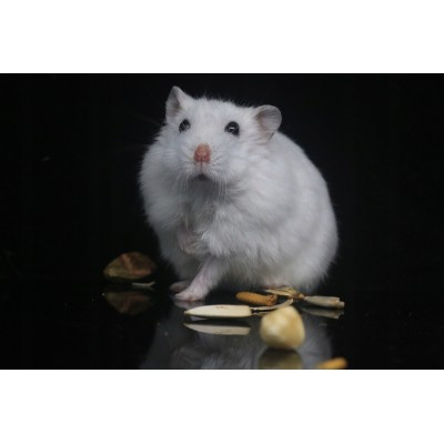 Poidło dla gryzoni szklane 125 ml TRIXIE