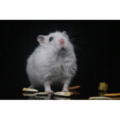 Poidło dla gryzoni szklane 125 ml TRIXIE