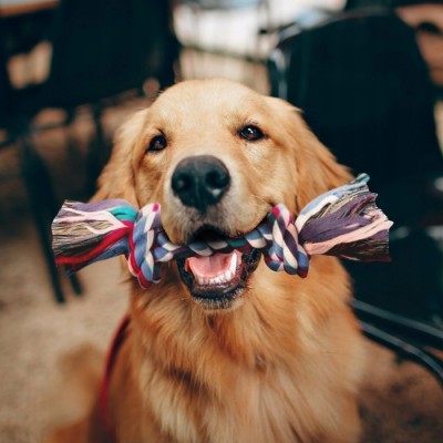 Zabawka sznur bawełniany 15cm TRIXIE