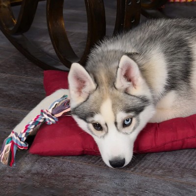 Zabawka sznur bawełniany 15cm TRIXIE