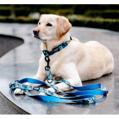 Obroża regulowana story #S carnival CHABA