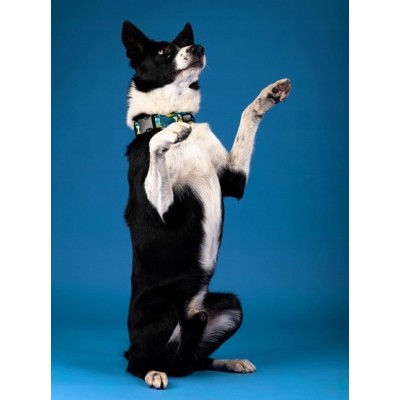 Obroża regulowana story #S carnival CHABA