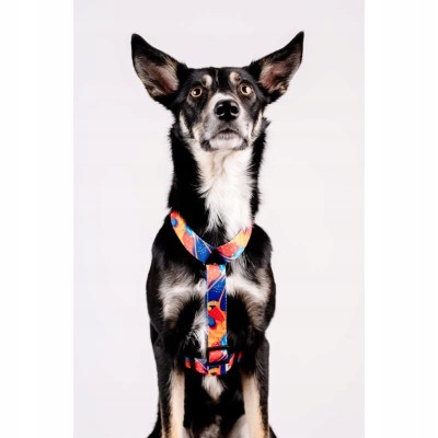 Szelki guard story #S aussie CHABA