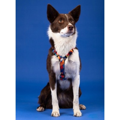 Szelki guard story #XL aussie CHABA