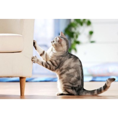 Akyszek stop cat -spray 400ml CERTECH