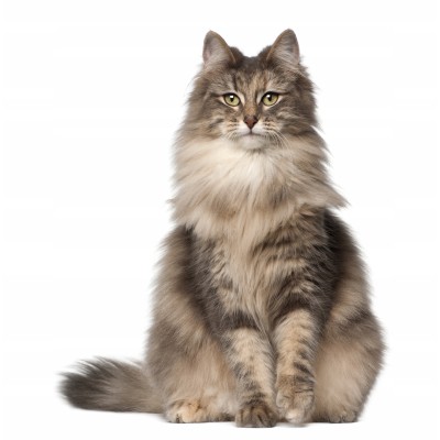 Super Benek compakt  lawena 10 l CERTECH