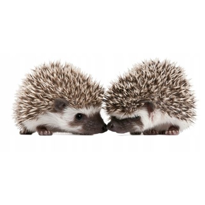 Karmidło ceramiczne okrągłe 5cm TRIXIE