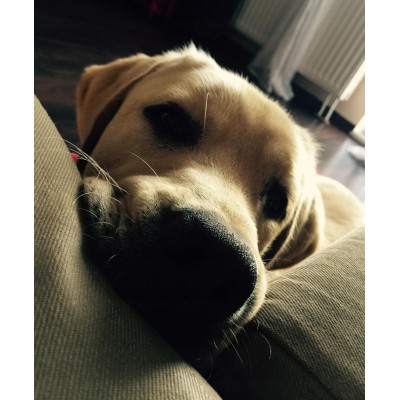 Majtki na cieczkę #XL TRIXIE