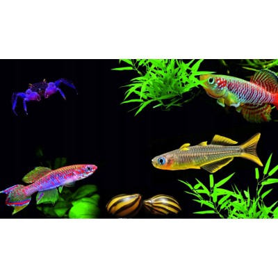 TROPICAL Tropical 250g