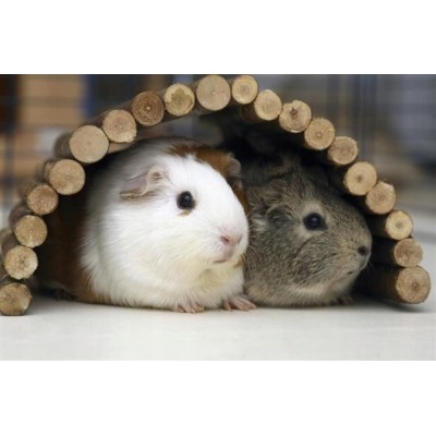 Mostek dla gryzoni 51x30 cm TRIXIE