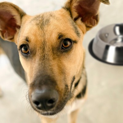 DINGO miska metalowa antypoślizgowa 0,9l