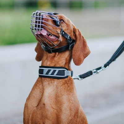 DINGO obroża activ aspen 38-45 cm czarno-szara