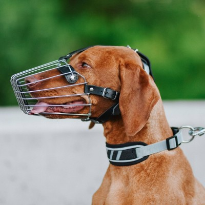 DINGO obroża activ aspen 38-45 cm czarno-szara