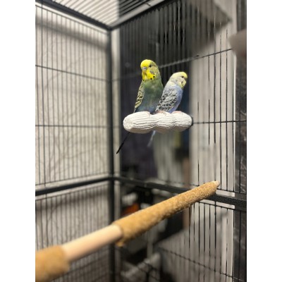 ZOLUX nakładki ścierne na żerdki dla ptaków 1,3/19cmx4