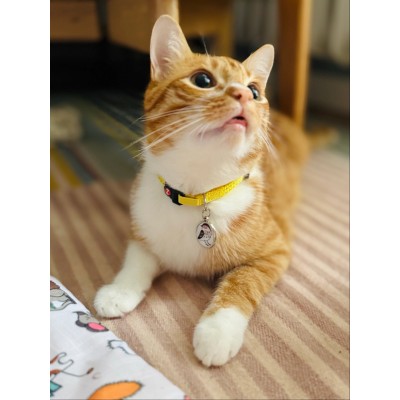 ZOLUX obroża dla kota z zawieszką w kształcie ptaka  /żółta