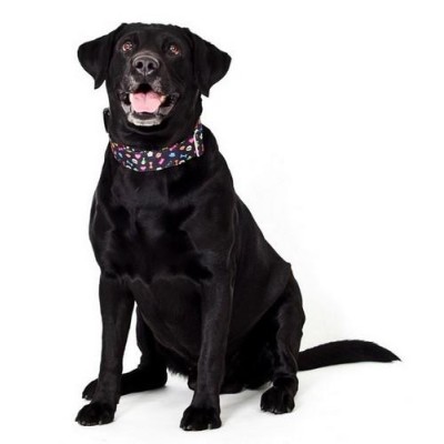 DINGO obroża regulowana alabama 2,0x45cm