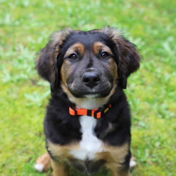 DINGO obroża regulowana FLEX Honey 1,0x30cm pomarańczowa