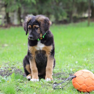 DINGO obroża regulowana FLEX HONEY 1,0X30 cm zielona